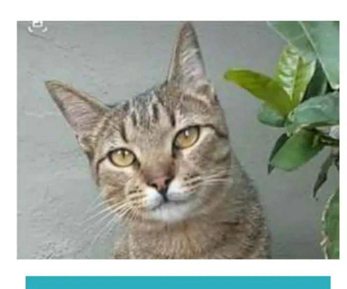 Gato ra a srd bicolor idade 7 a 11 meses nome TIQUINHO