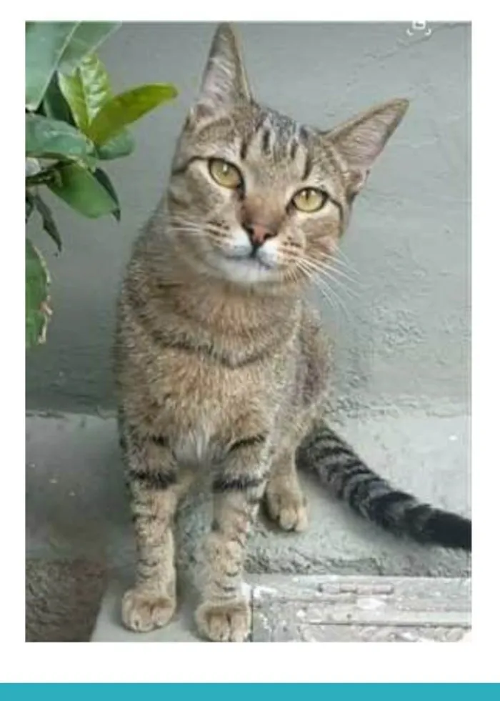 Gato ra a srd bicolor idade 7 a 11 meses nome TIQUINHO