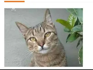 Gato raça srd bicolor idade 7 a 11 meses nome TIQUINHO
