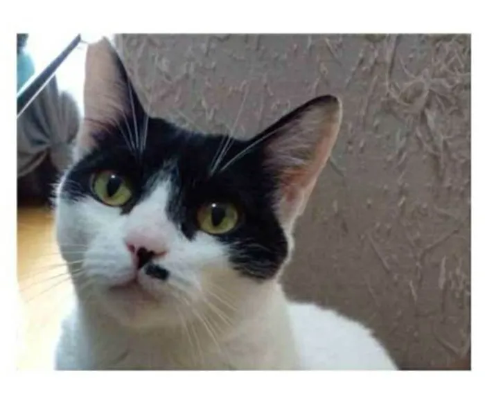 Gato ra a srd frajolinha  idade 2 anos nome ATHENA