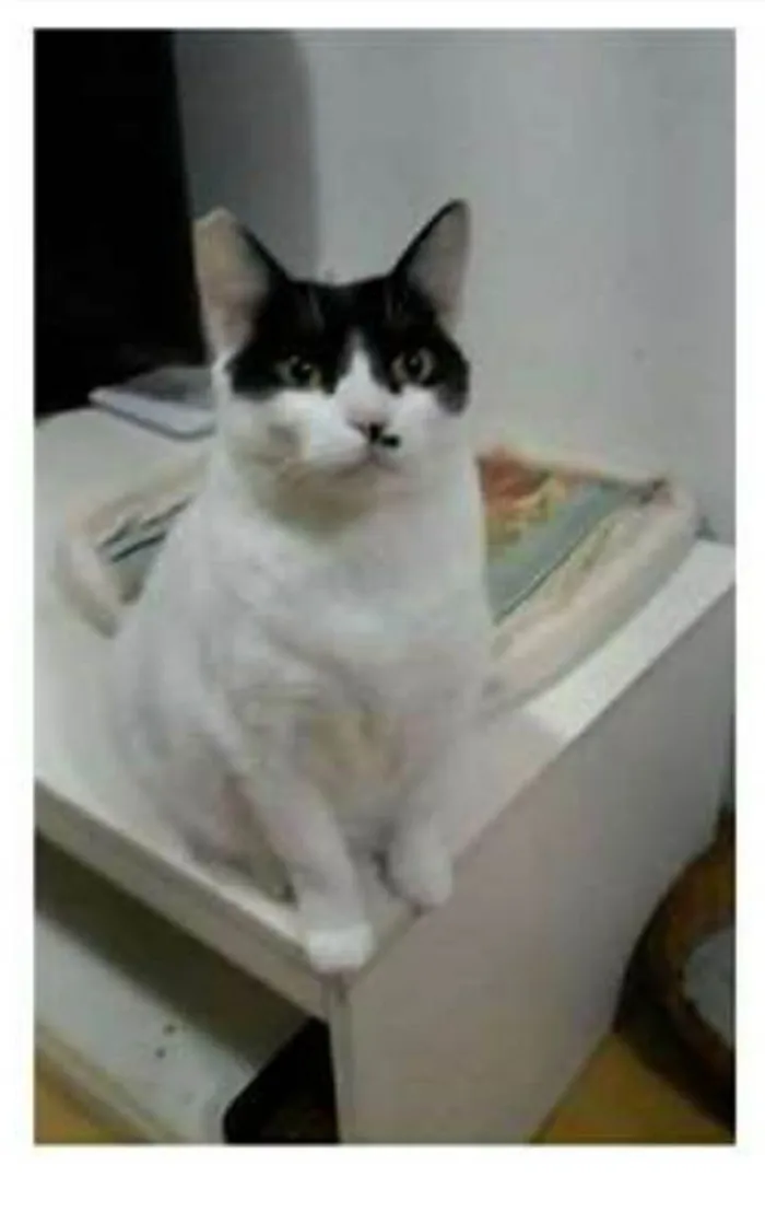 Gato ra a srd frajolinha  idade 2 anos nome ATHENA