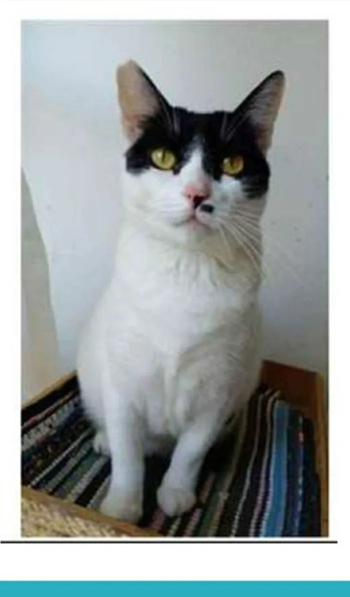 Gato ra a srd frajolinha  idade 2 anos nome ATHENA