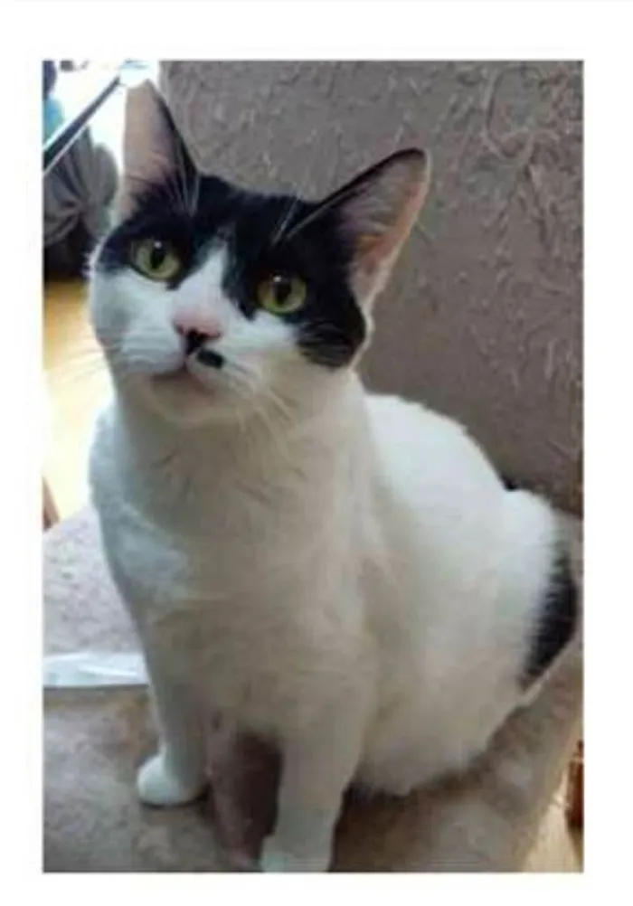 Gato ra a srd frajolinha  idade 2 anos nome ATHENA