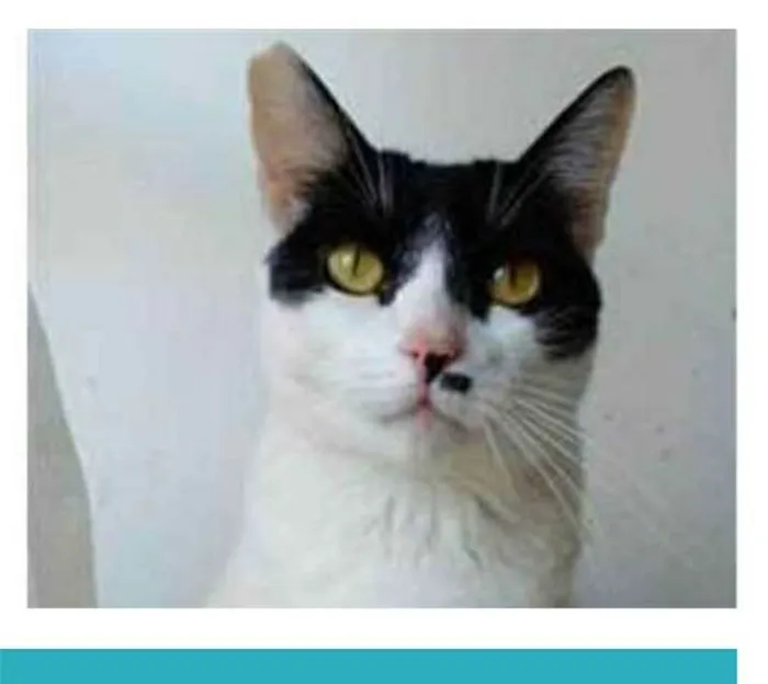 Gato ra a srd frajolinha  idade 2 anos nome ATHENA