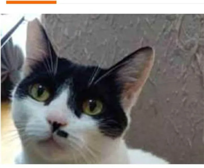 Gato ra a srd frajolinha  idade 2 anos nome ATHENA