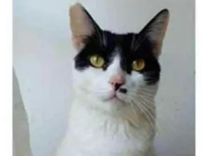 Gato raça srd frajolinha  idade 2 anos nome ATHENA