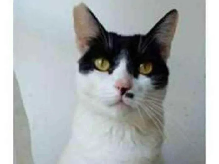 Gato ra a srd frajolinha  idade 2 anos nome ATHENA
