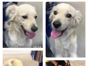 Cachorro raça Srd idade 1 ano nome Charlie