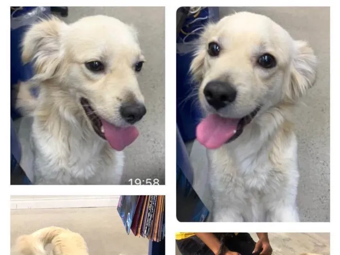 Cachorro raça Srd idade 1 ano nome Charlie