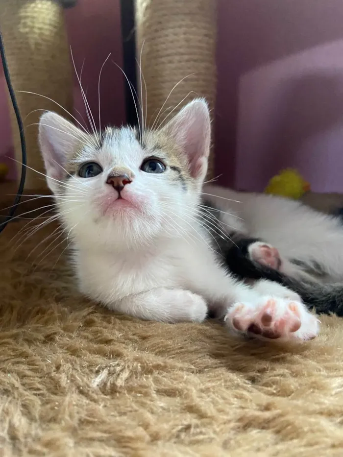 Gato ra a  idade Abaixo de 2 meses nome Jurema e seus 4 bbs