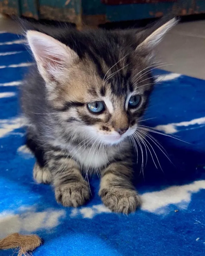 Gato ra a Srd idade  nome Marquinho