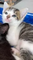 Chico Pedro