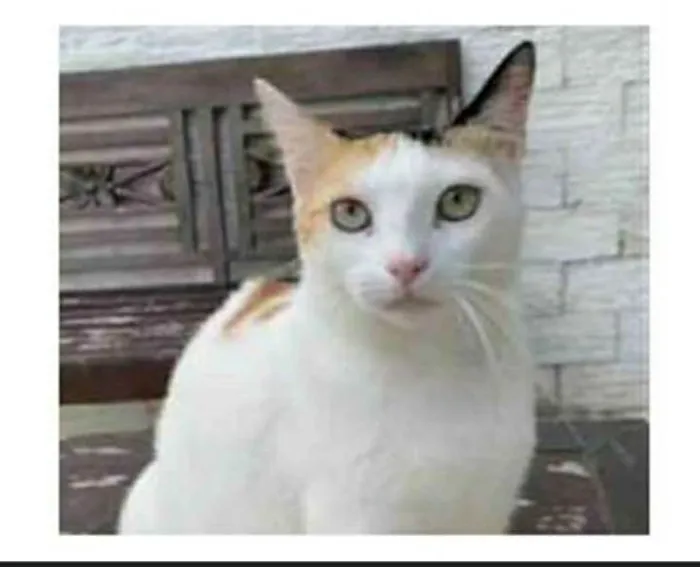 Gato raça srd tricolor idade 1 ano nome DÁLIA 