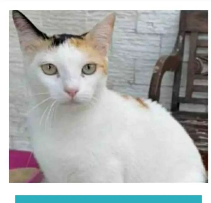 Gato raça srd tricolor idade 1 ano nome DÁLIA 