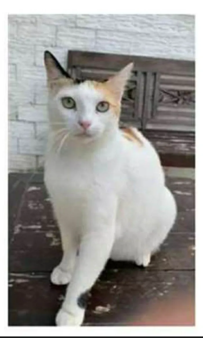 Gato raça srd tricolor idade 1 ano nome DÁLIA 