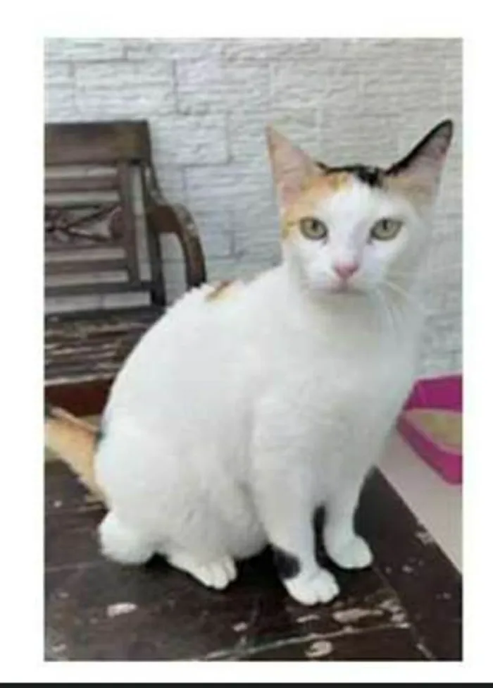 Gato raça srd tricolor idade 1 ano nome DÁLIA 