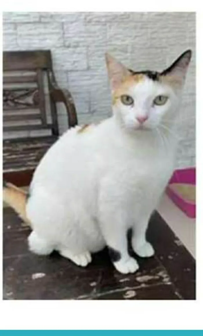 Gato raça srd tricolor idade 1 ano nome DÁLIA 