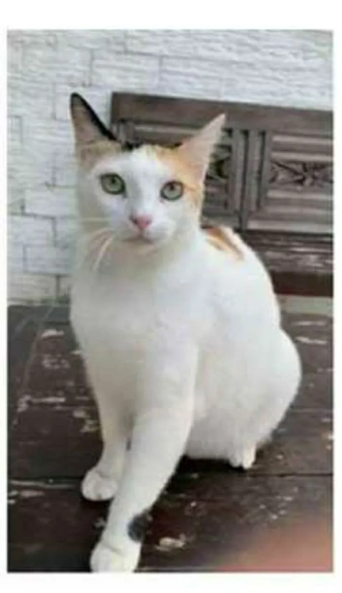 Gato raça srd tricolor idade 1 ano nome DÁLIA 
