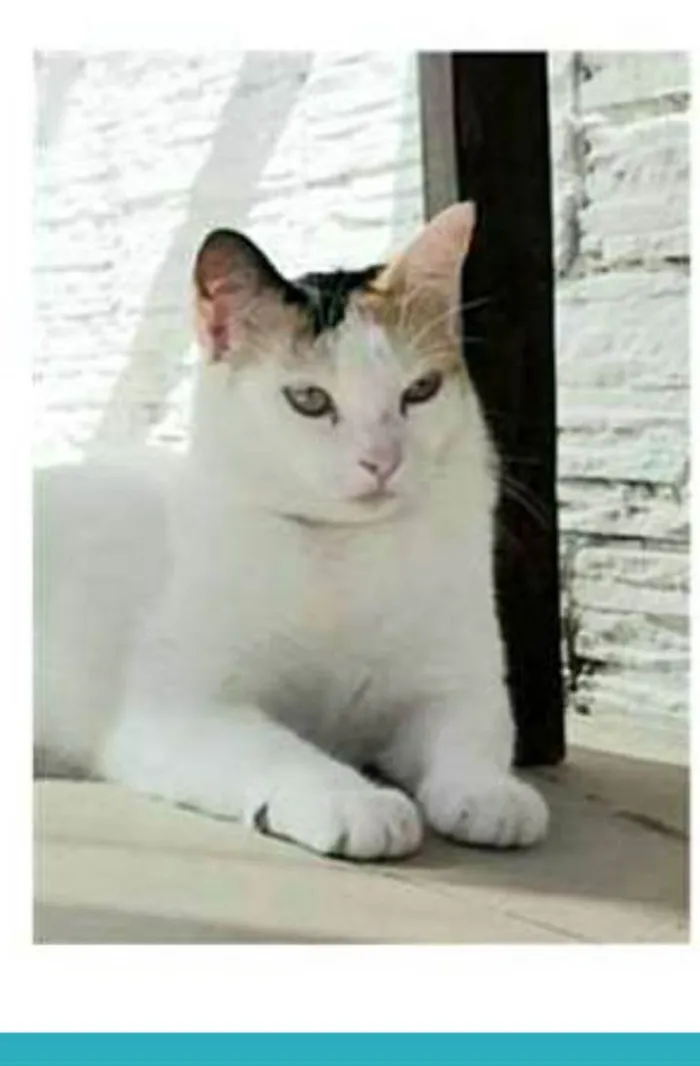 Gato raça srd tricolor idade 1 ano nome DÁLIA 