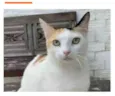 Gato raça srd tricolor idade 1 ano nome DÁLIA 