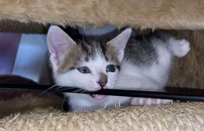 Gato ra a Srd idade Abaixo de 2 meses nome Chico Pedro