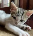Chico Pedro