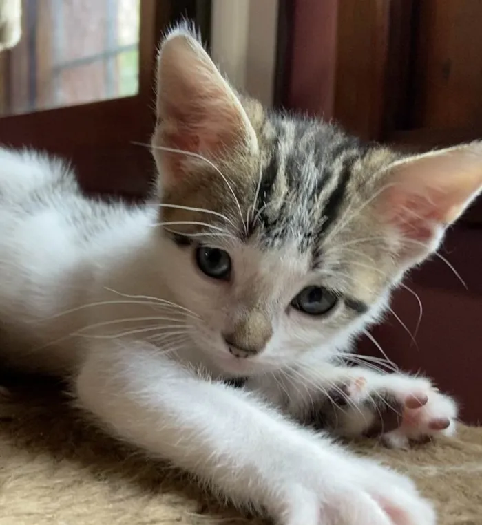 Gato ra a Srd idade Abaixo de 2 meses nome Chico Pedro