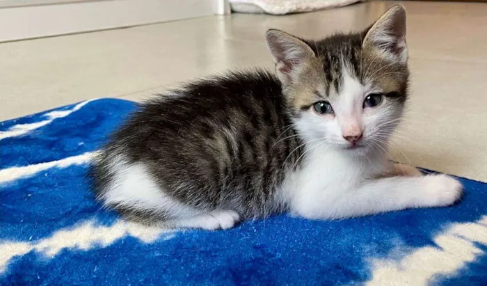 Gato ra a Srd idade Abaixo de 2 meses nome Mariano 