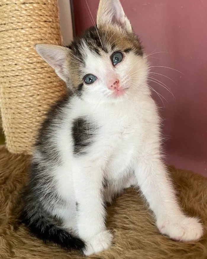 Gato ra a Srd idade Abaixo de 2 meses nome Mariano 