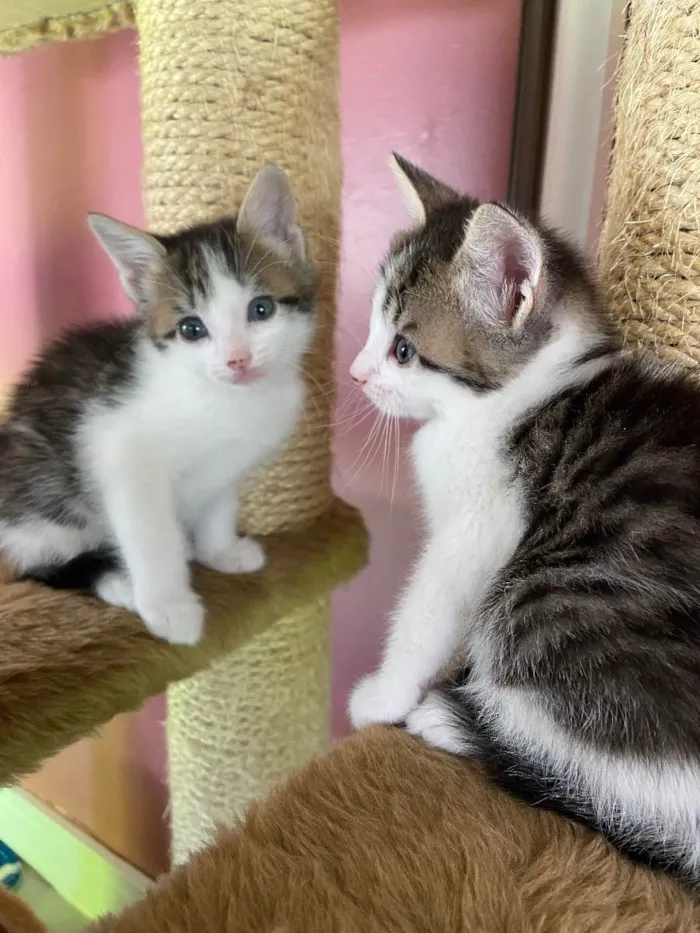 Gato ra a Srd idade Abaixo de 2 meses nome Mariano 
