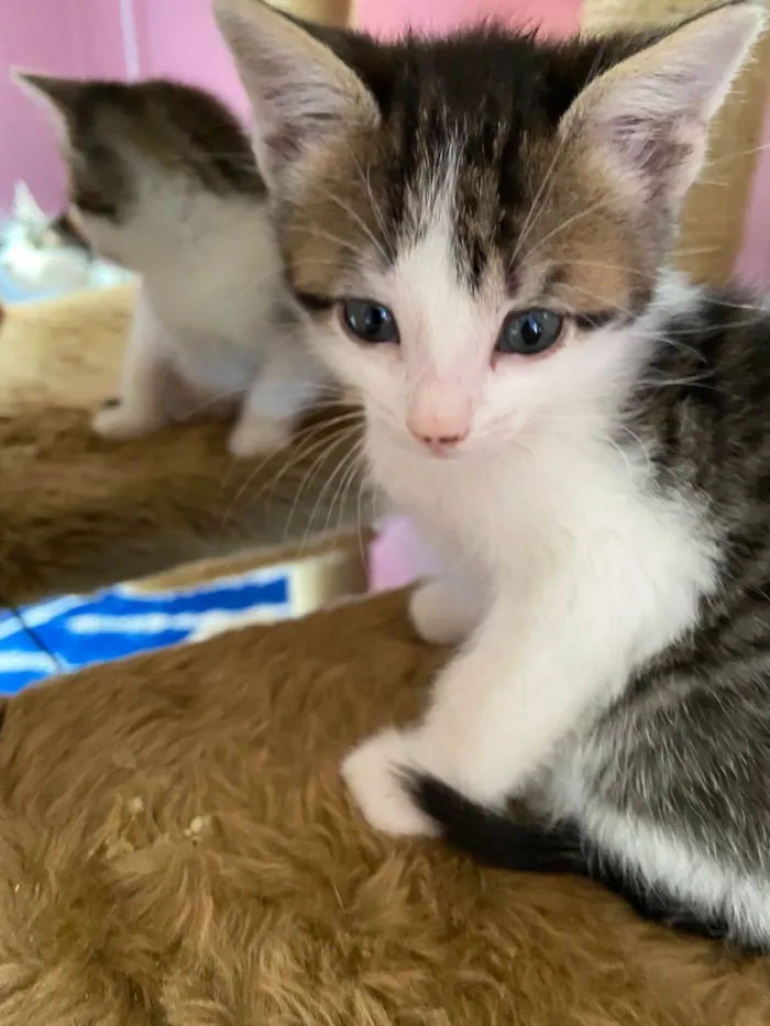 Gato ra a Srd idade Abaixo de 2 meses nome Mariano 