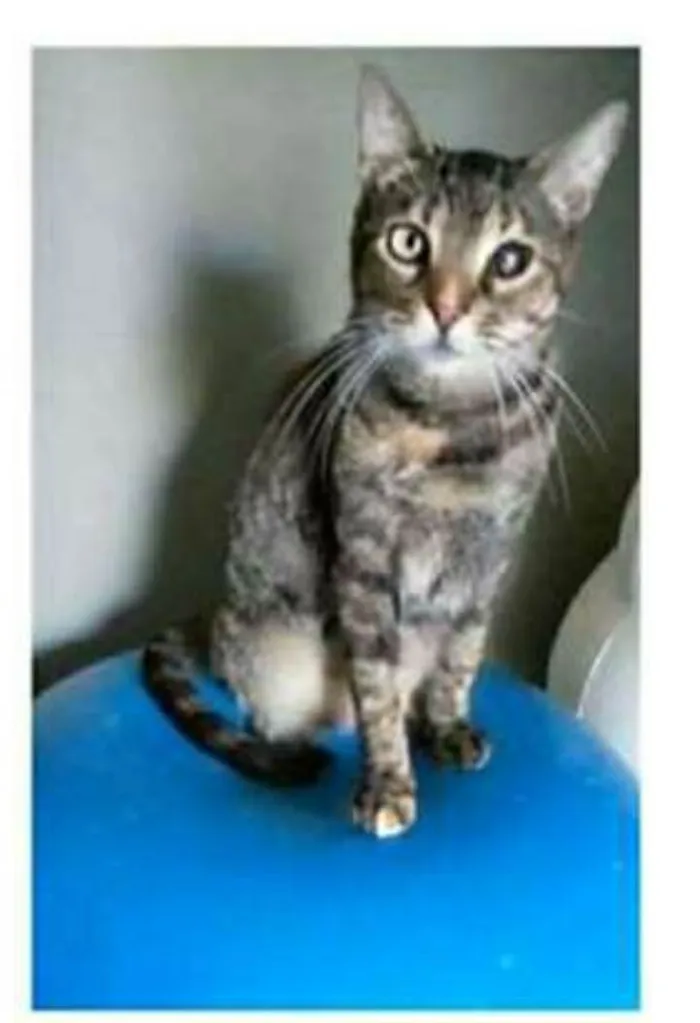 Gato ra a srd tigradinha idade 2 anos nome LISSY