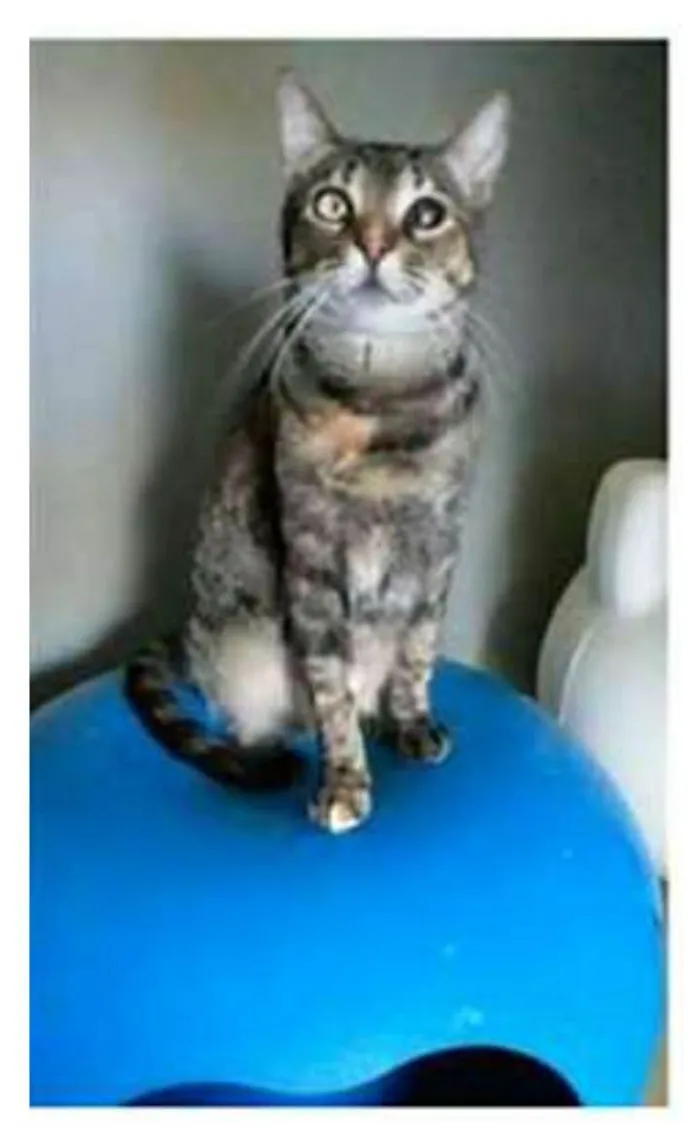 Gato ra a srd tigradinha idade 2 anos nome LISSY