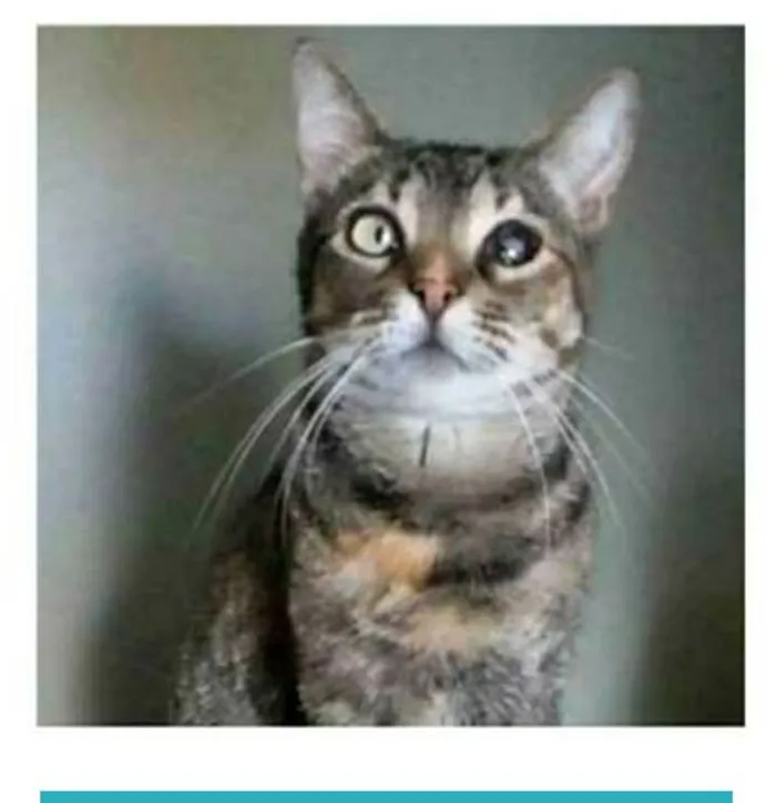Gato ra a srd tigradinha idade 2 anos nome LISSY