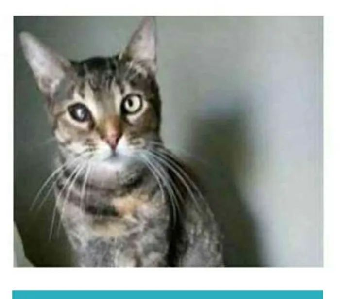 Gato ra a srd tigradinha idade 2 anos nome LISSY