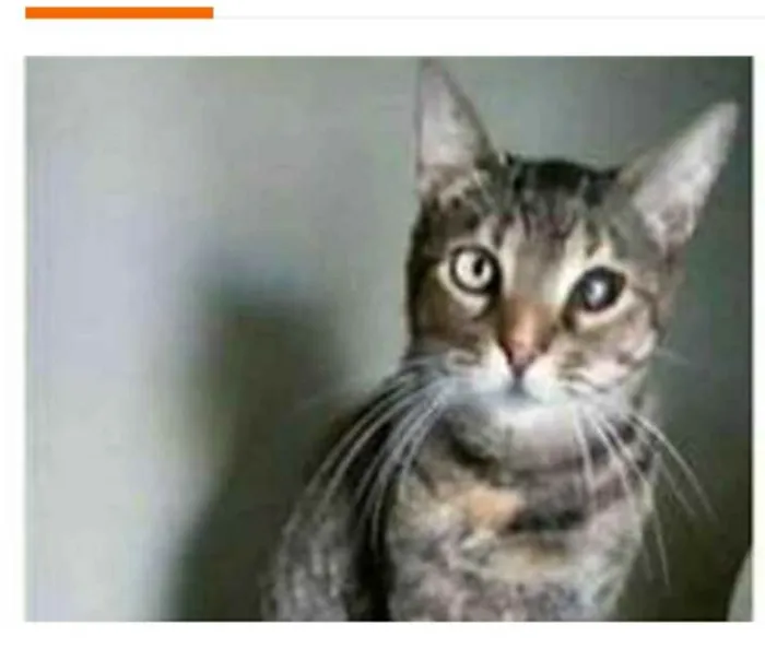 Gato ra a srd tigradinha idade 2 anos nome LISSY