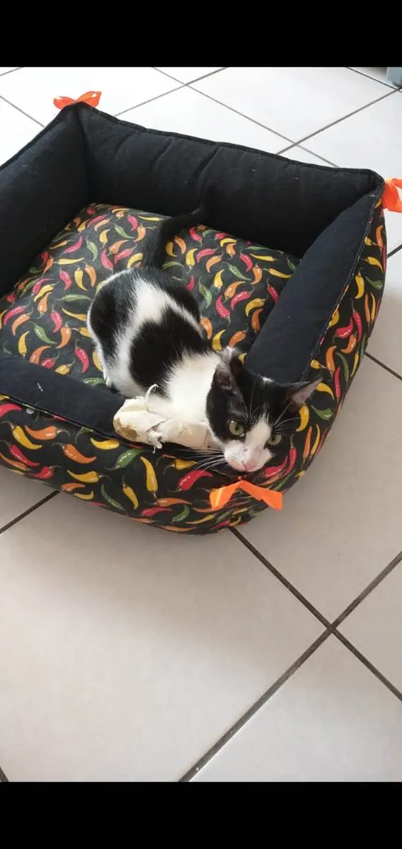 Gato ra a Frajola idade 2 a 6 meses nome Frajola