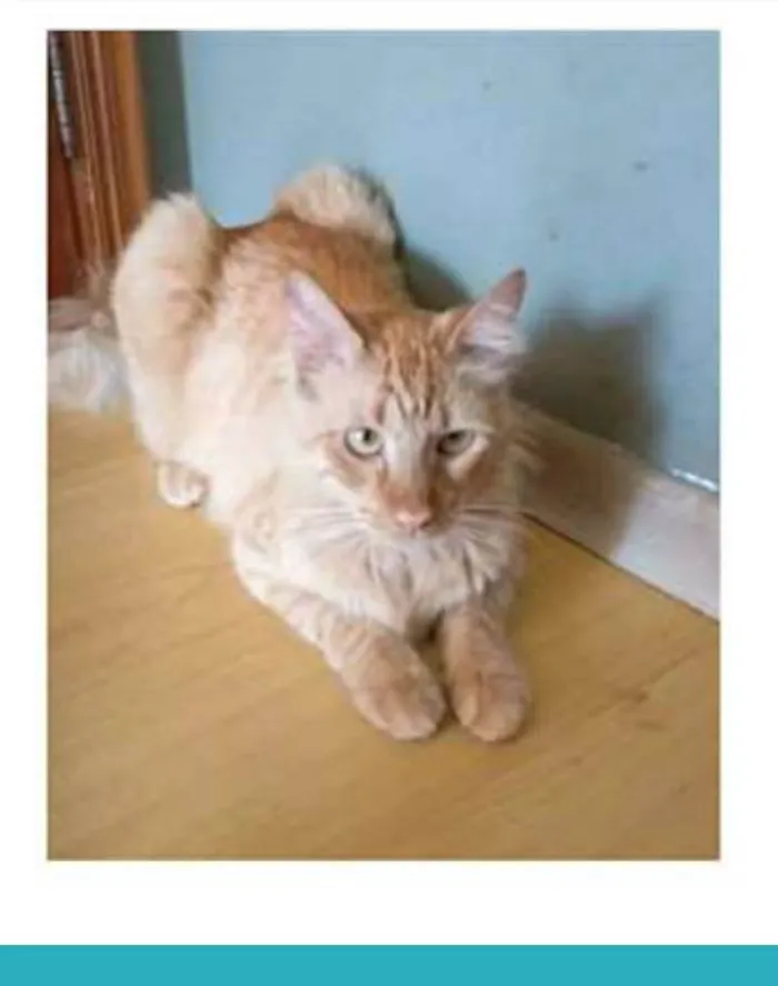 Gato ra a srd bicolor idade 1 ano nome BEN