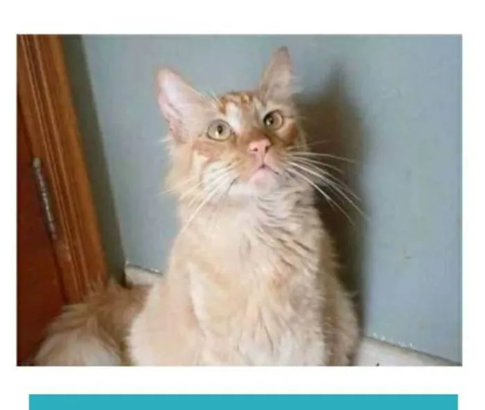 Gato ra a srd bicolor idade 1 ano nome BEN
