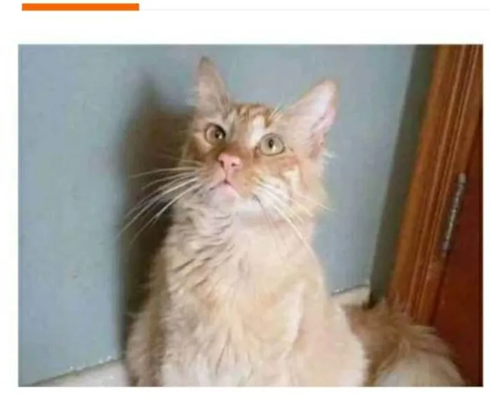 Gato ra a srd bicolor idade 1 ano nome BEN