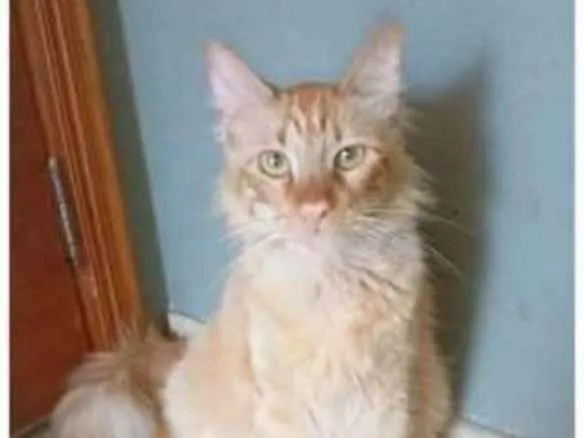 Gato ra a srd bicolor idade 1 ano nome BEN