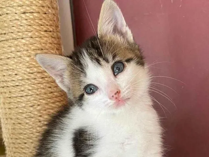 Gato ra a  idade Abaixo de 2 meses nome Jurema e seus 4 bbs