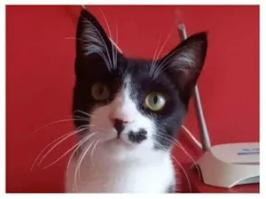 Gato raça srd frajolinha  idade 7 a 11 meses nome LEVI