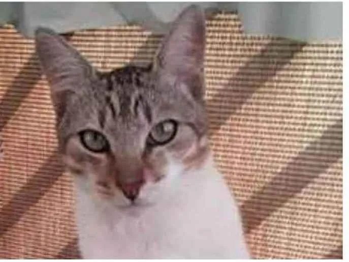 Gato ra a srd bicolor idade 1 ano nome PEDRINHO