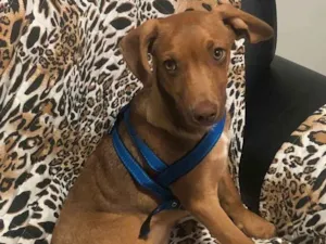 Cachorro raça Srd idade 2 a 6 meses nome Lion