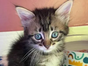 Gato raça Srd idade  nome Marquinho