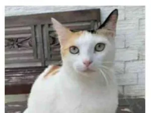 Gato raça srd tricolor idade 1 ano nome DÁLIA 