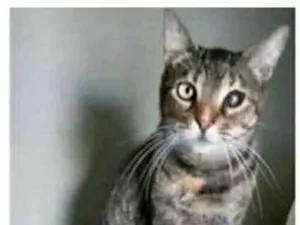 Gato raça srd tigradinha idade 2 anos nome LISSY