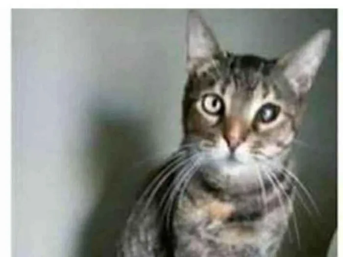 Gato ra a srd tigradinha idade 2 anos nome LISSY