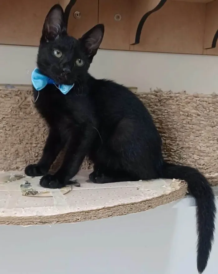 Gato ra a srd idade 2 a 6 meses nome DARK